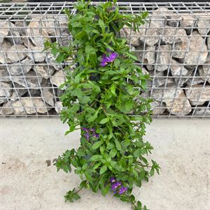 Afbeelding van Wandhangers stek Scaevola blauw